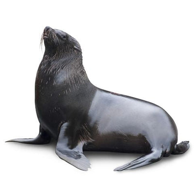 Black Seal Cardboard Cutout