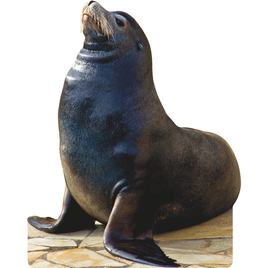 Sea Lion Cardboard Cutout