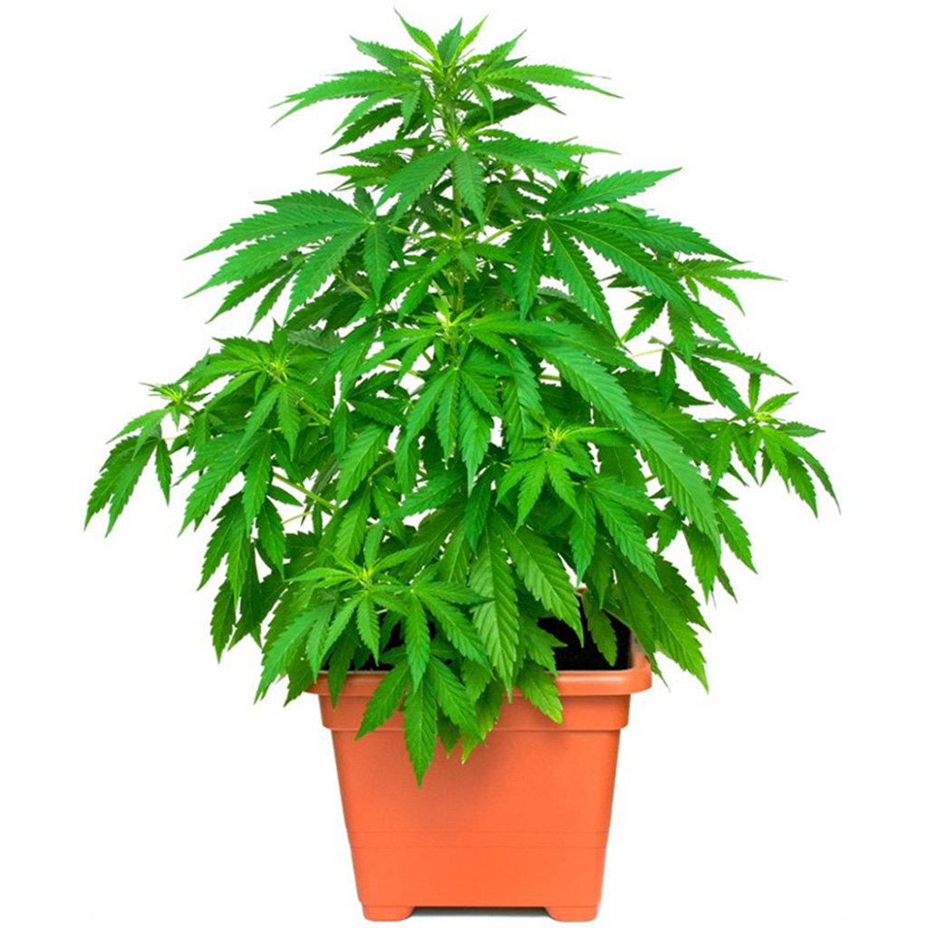 Cannabis Cardboard Cutout