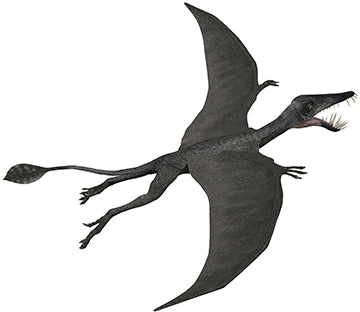 Dorygnathus Dinosaur Cardboard Cutout