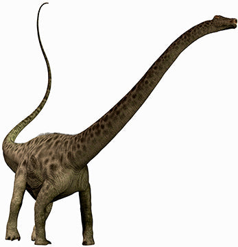 Diplodocus Dinosaur Cardboard Cutout