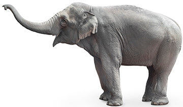 Asian Elephant Cardboard Cutout