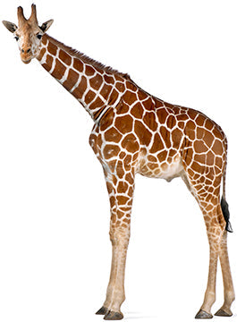 Reticulated Giraffe Cardboard Cutout