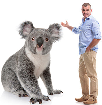 Young Koala Cardboard Cutout