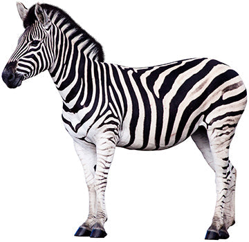 Zebra Prop Cardboard Cutout