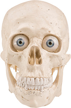 Medical Human Skull with Eyes Cardboard Cutout