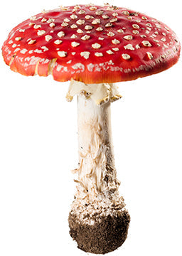 Mushroom Cardboard Cutout