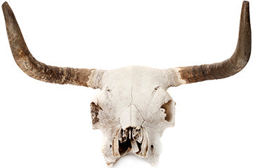 Cow Skull Cardboard Cutout