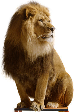 Lion Sitting Cardboard Cutout