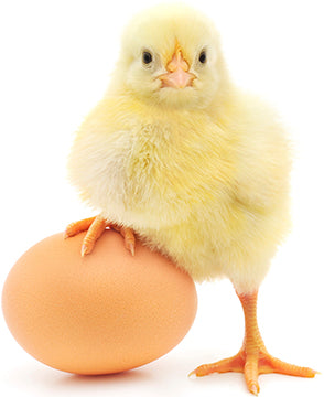 Chicken On Egg Cardboard Cutout