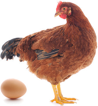 Red Rooster Cardboard Cutout