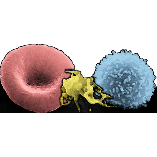 Blood Cells Cardboard Cutout