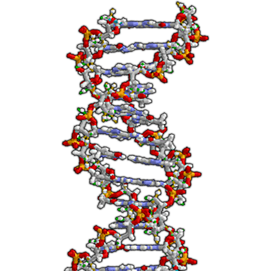 DNA Cardboard Cutout