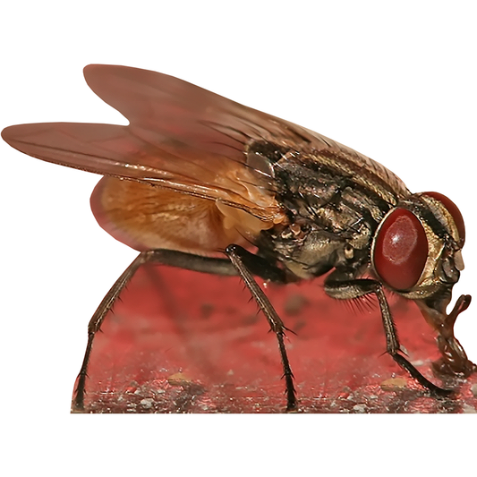 Fly Cardboard Cutout