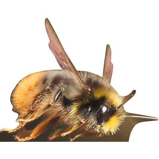 Bumblebee Cardboard Cutout