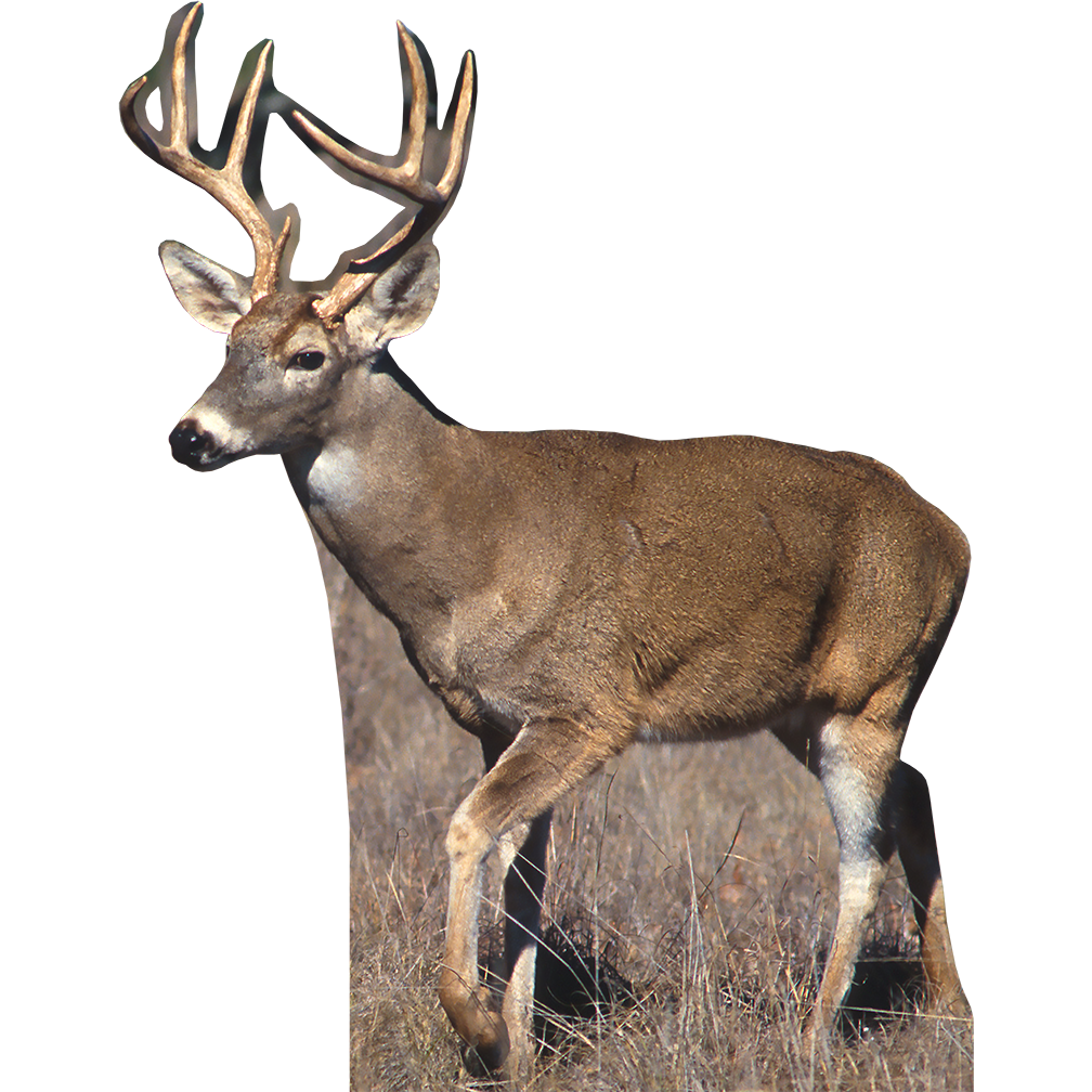White Tail Deer 2 Cardboard Cutout