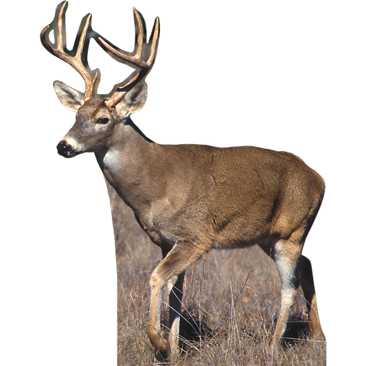 White Tail Deer 2 Cardboard Cutout