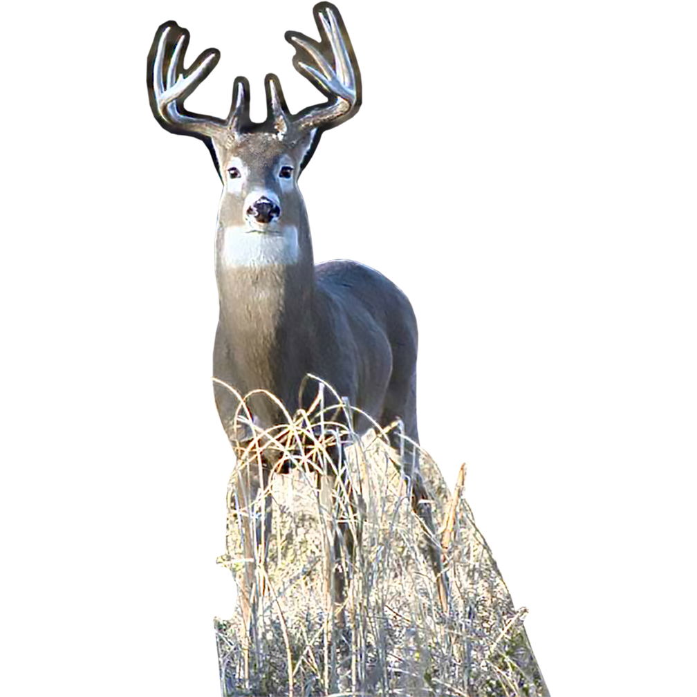 White Tail Buck Cardboard Cutout