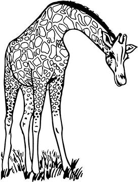 Giraffe Cardboard Coloring Cutout