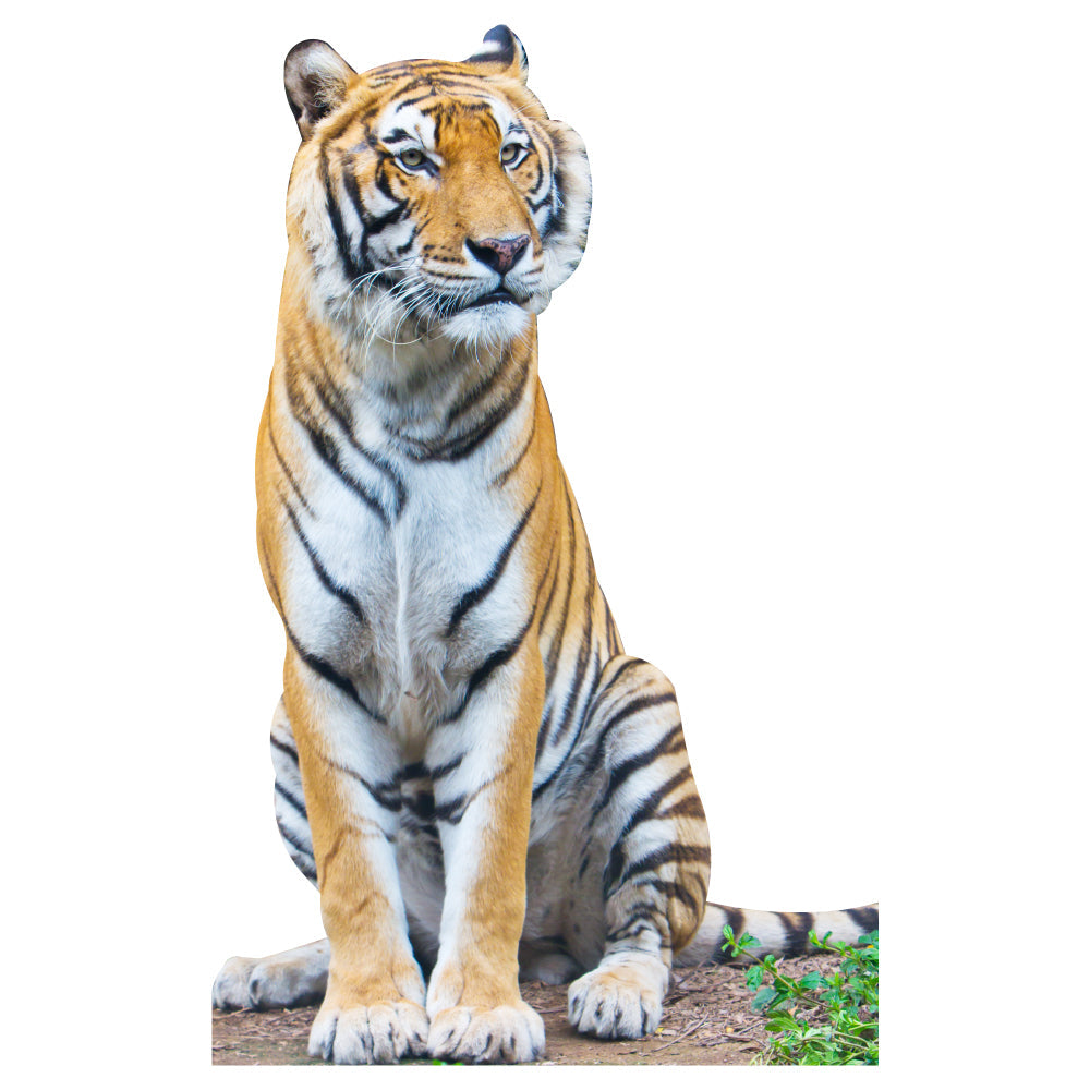 Tiger Sitting Cardboard Cutout
