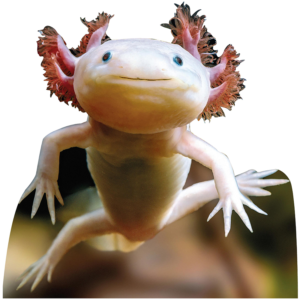 Axolotl 1 Cardboard Cutout