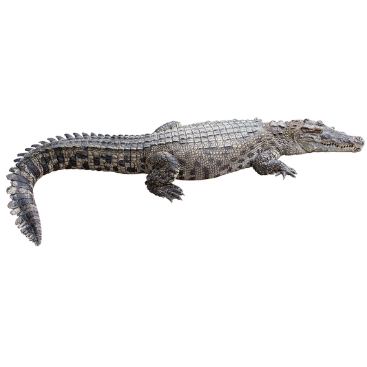 Crocodile Cardboard Cutout