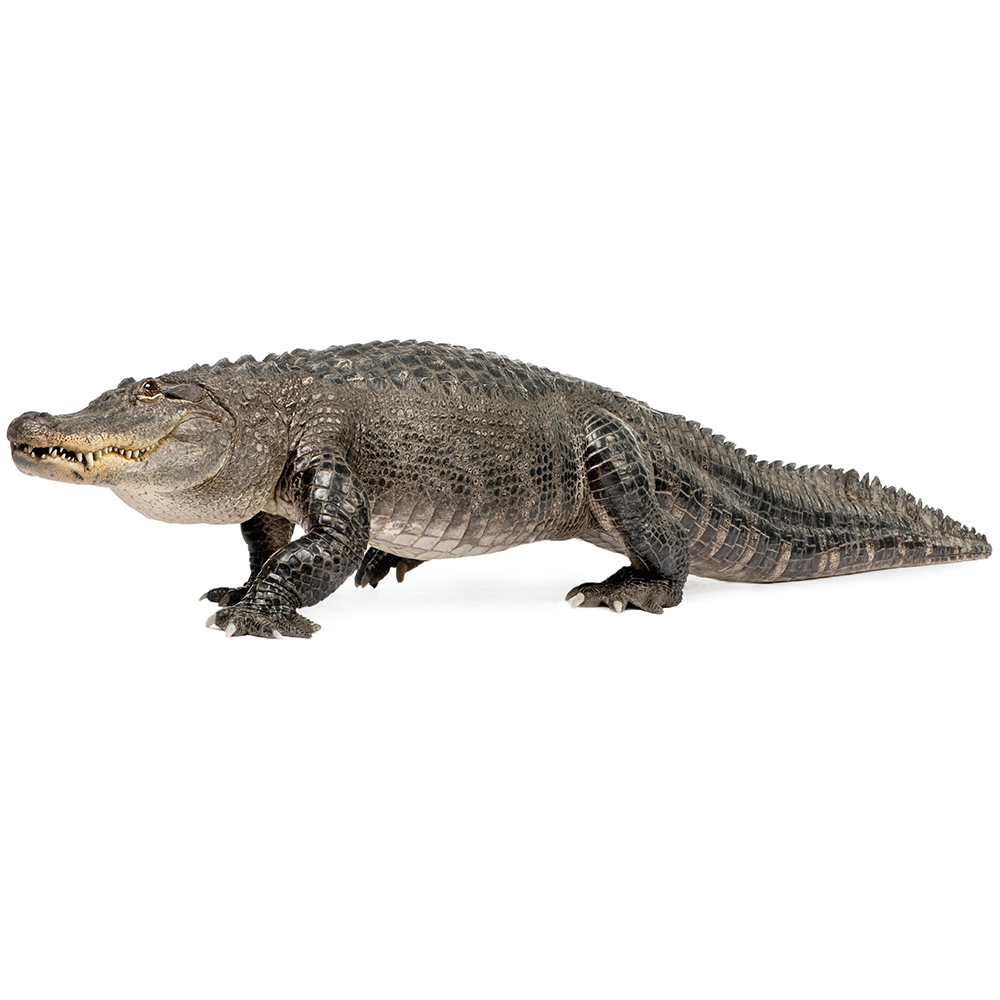 Alligator Cardboard Cutout