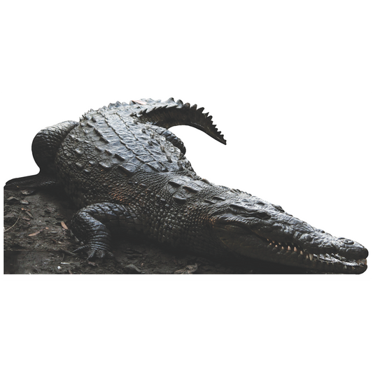 American Crocodile Cardboard Cutout