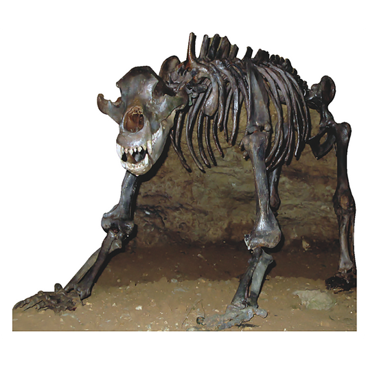 Cave Bear Skeleton Cardboard Cutout