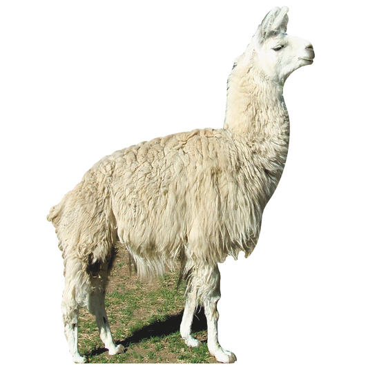 Llama Cardboard Cutout