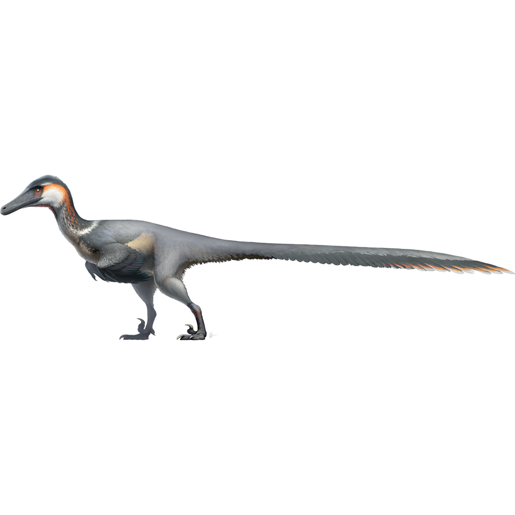 Austroraptor Cardboard Cutout