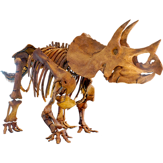 Triceratops Skeleton Cardboard Cutout