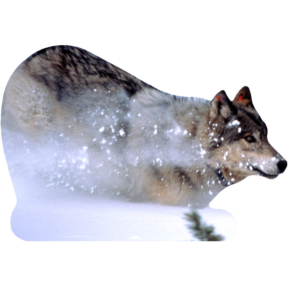 Wolf in Snow Cardboard Cutout