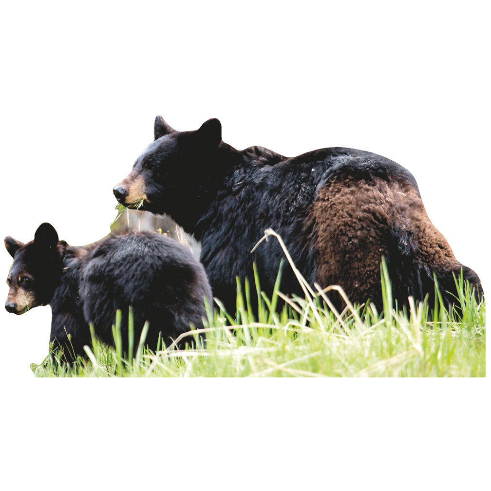 Black Bear and Cub Cardboard Cutout