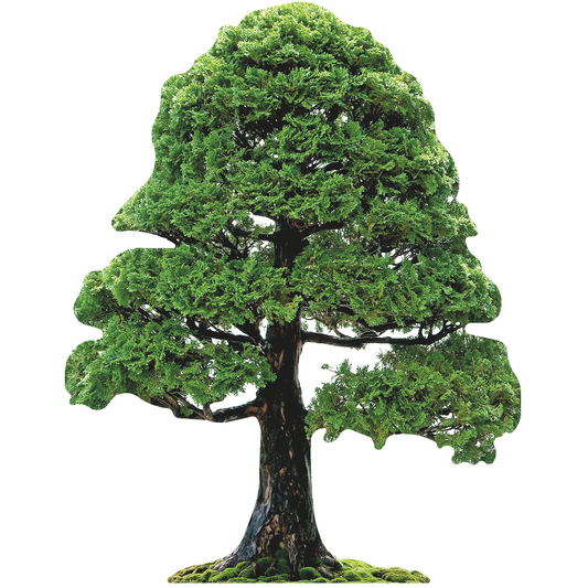 Bonsai Tree Cardboard Cutout