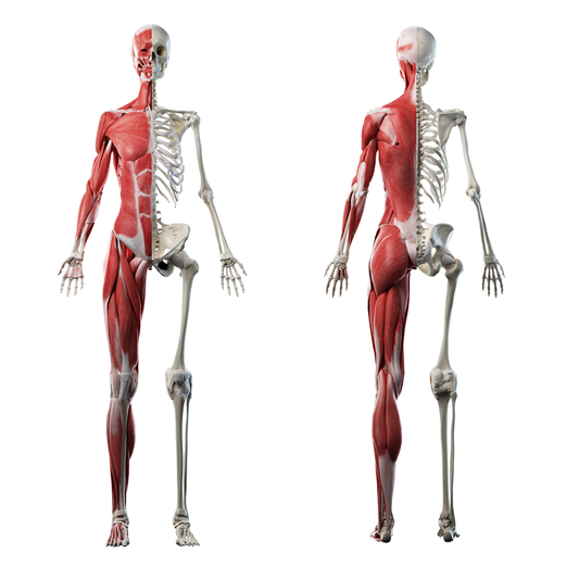 Anatomy Muscular Skeleton System 2pack Cardboard Cutout
