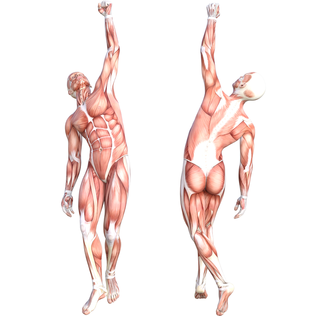 Anatomy Muscle Muscular System 2pack Cardboard Cutout