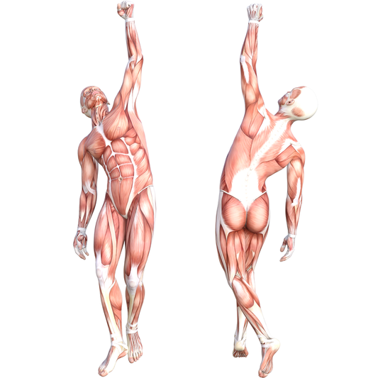 Anatomy Muscle Muscular System 2pack Cardboard Cutout