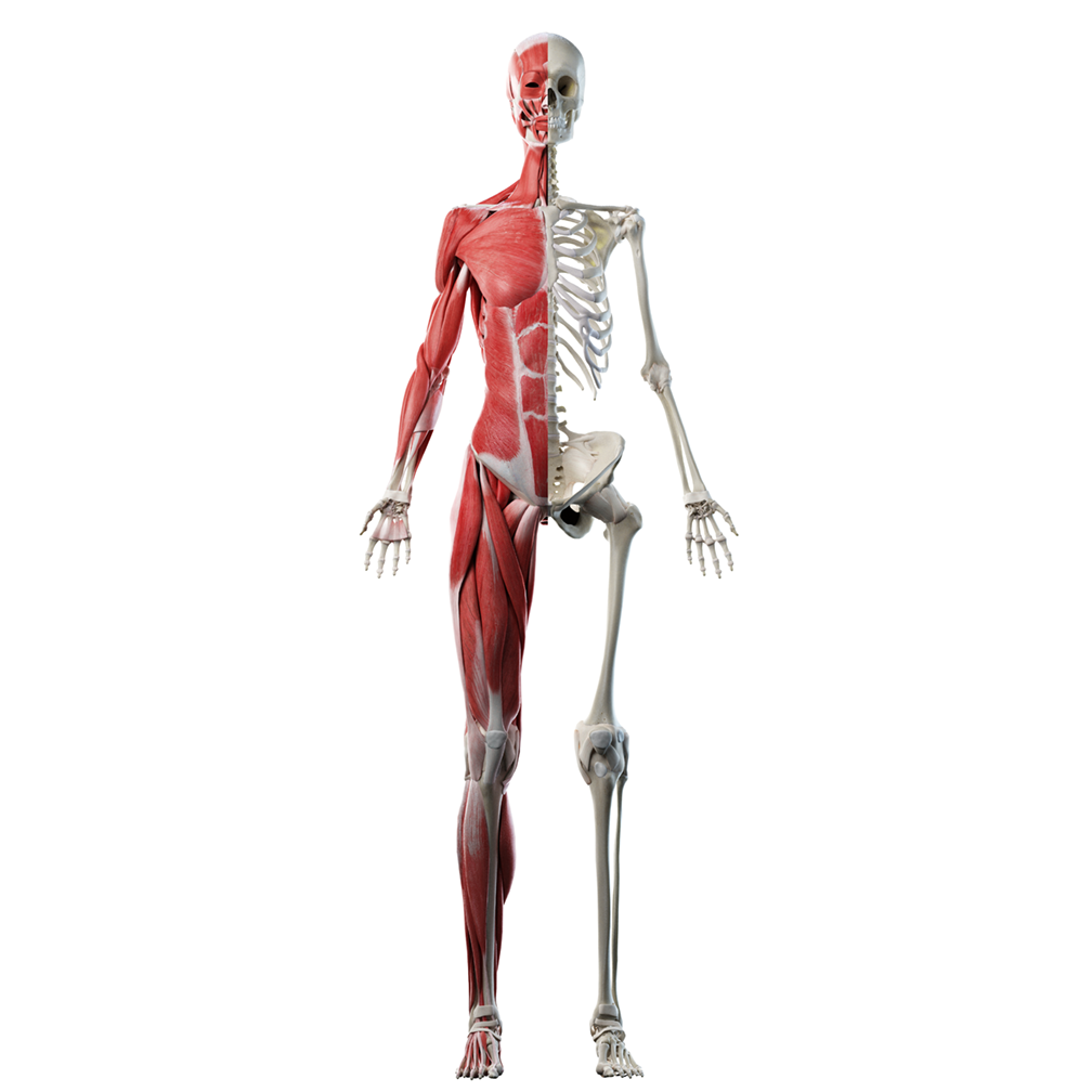 Anatomy Skeleton System Cardboard Cutout