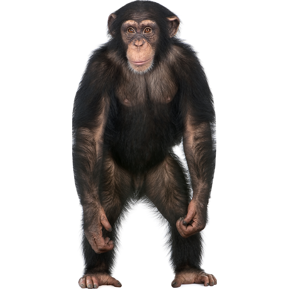 Chimpanzee Cardboard Cutout