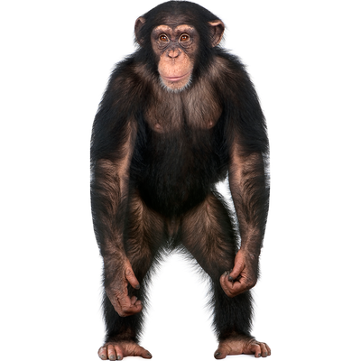 Chimpanzee Cardboard Cutout