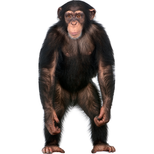 Chimpanzee Cardboard Cutout