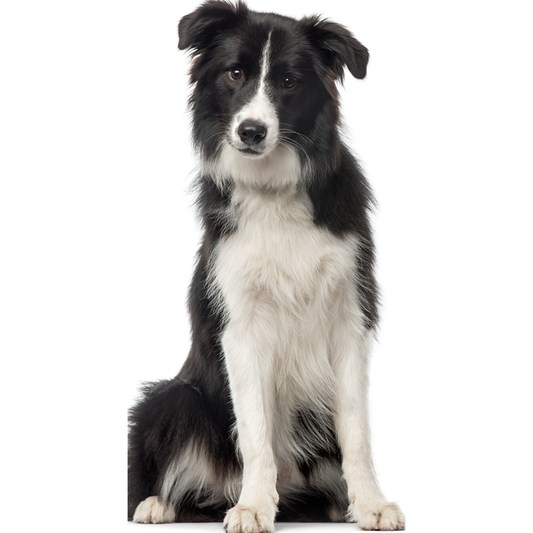 Border Collie Cardboard Cutout