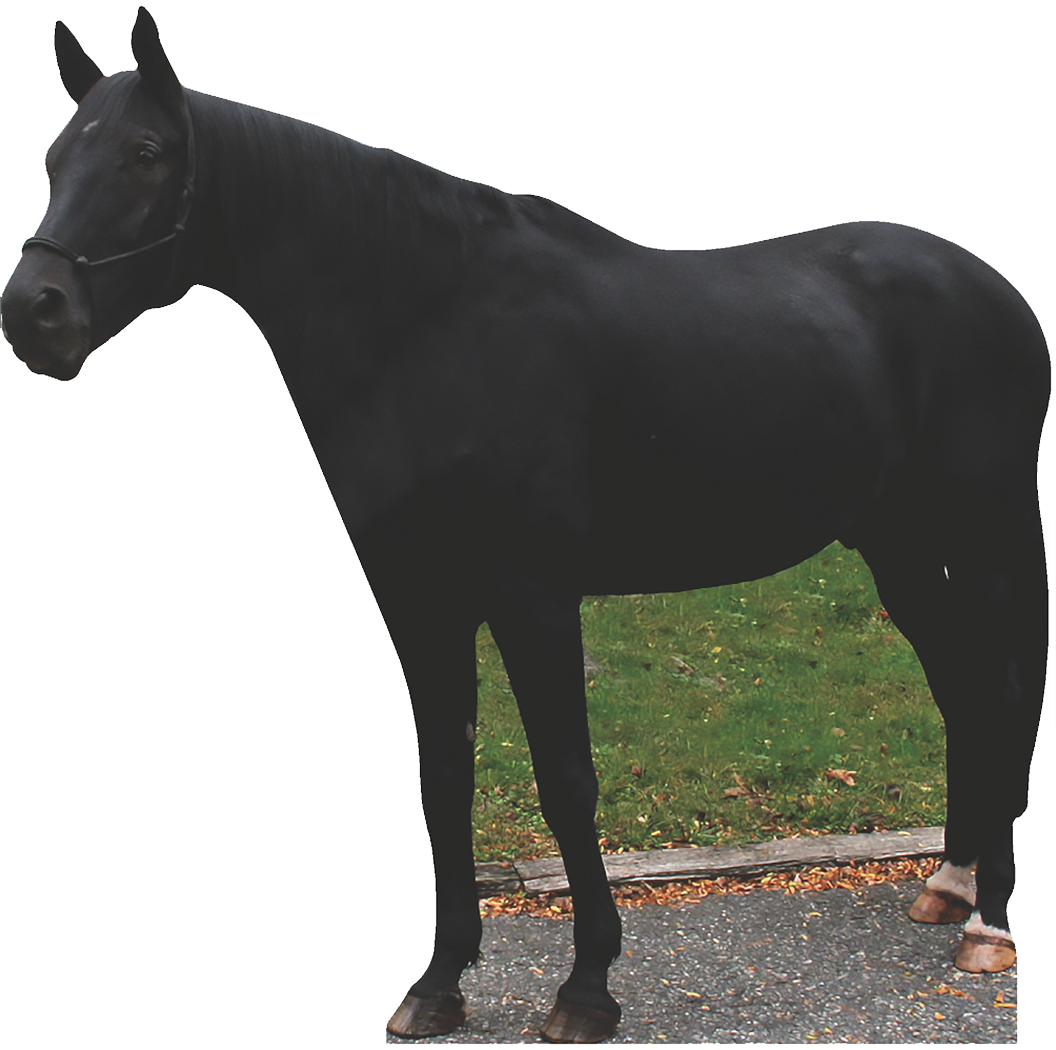 Lifesize Black Horse Cardboard Cutout