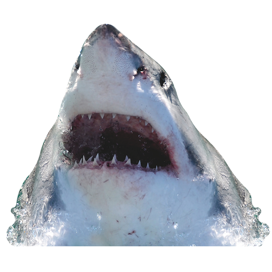 Great White Shark Out of Water Jaws Open Cardboard Cutout