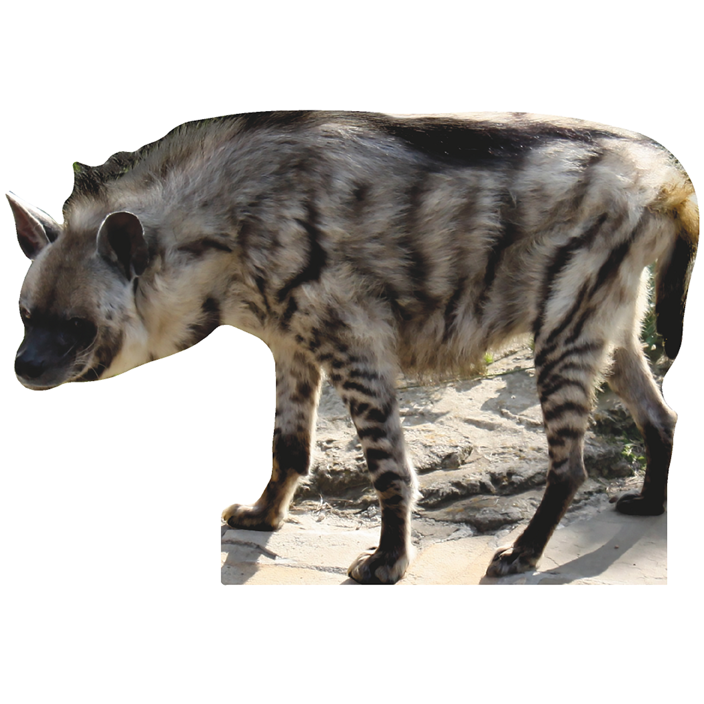 Hyena Lion Animal King Africa Cardboard Cutout