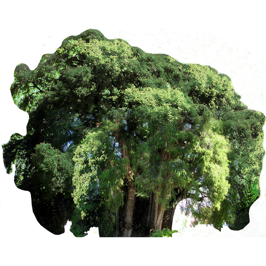 Arbol del Tule Tree Most Famous Trees Cardboard Cutout