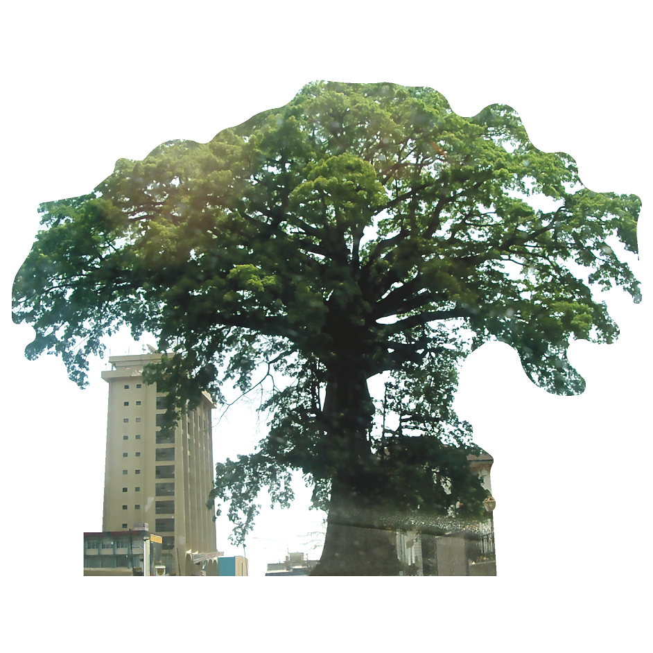 Cotton Tree Sierra Leone Most Famous Trees Cardboard Cutout