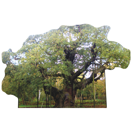 Major Oak Robin Hood Tree Cardboard Cutout