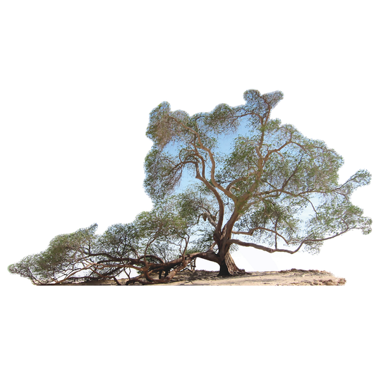 Tree of Life Famous Trees Cardboard Cutout
